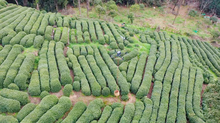 春分龙井开茶，看一片鲜叶重焕古老茶村