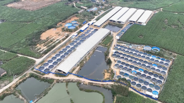 乡村振兴｜广西罗城：山水赋能产业兴 仫佬山乡焕新颜