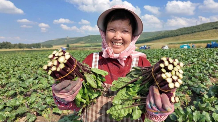 错季上市、绿色赋能：西宁冷凉蔬菜“热”销全国